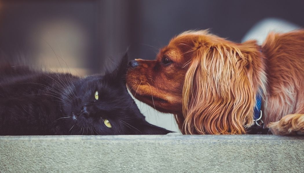Animale da compagnia
