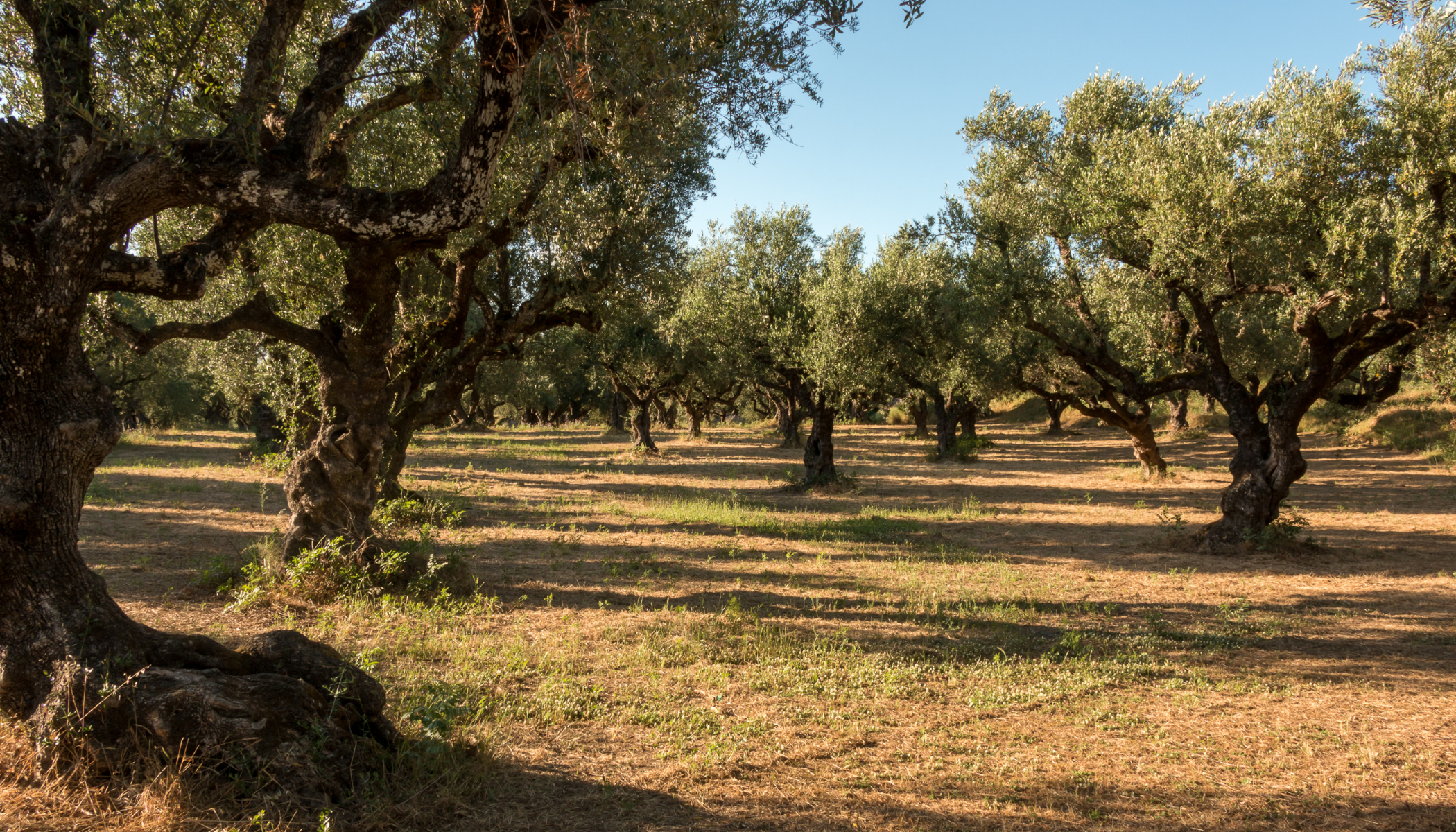 Coltivazione di ulivi