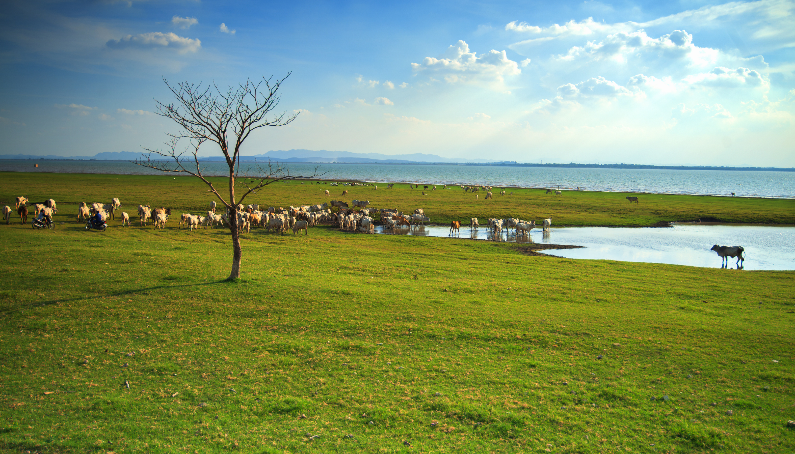 Fauna Selvatica
