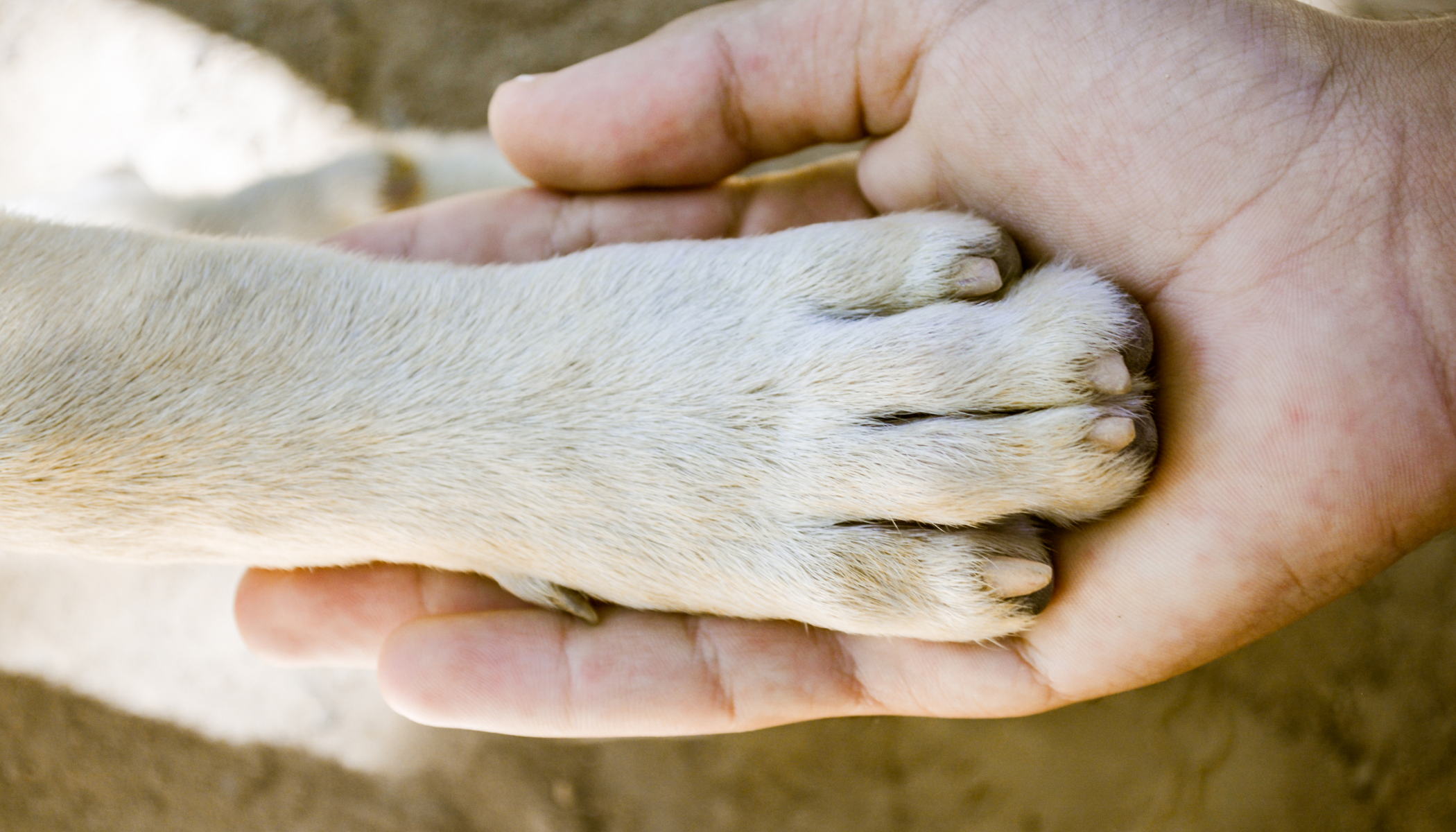 Protezione animali