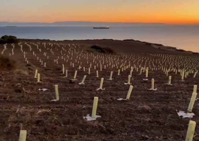 Un'immagine della piantumazione a Sarroch
