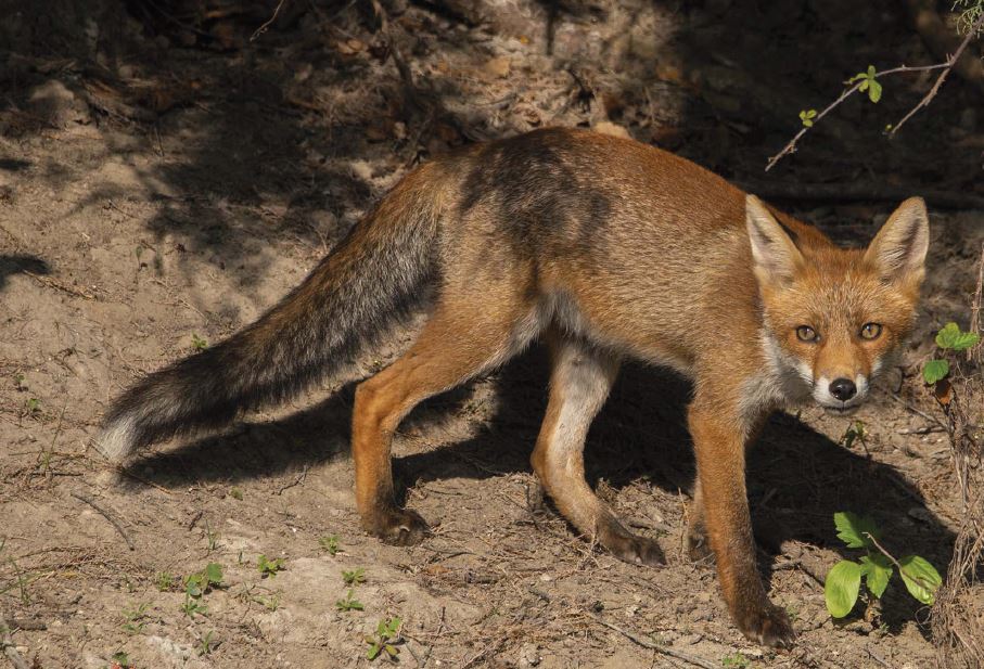 Una volpe Vulpes vulpes
