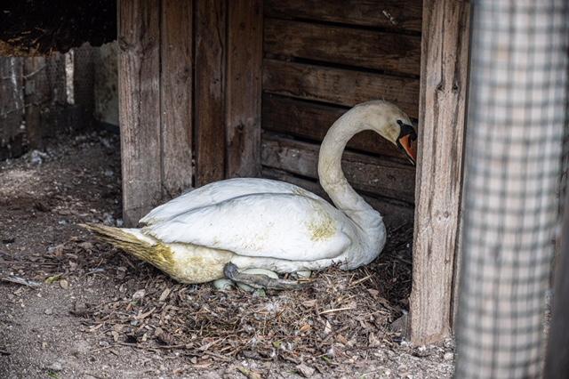 Uno dei cigni trasferiti a Monte Urpinu